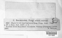 Image of Hyaloderma imperspicuum